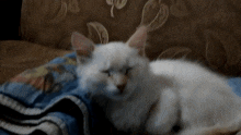 a white cat laying on a couch with a blanket
