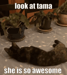 Tama Awesome GIF - Tama Awesome GIFs