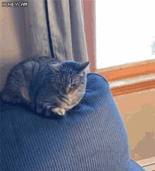 Cat Scared GIF - Cat Scared Hide GIFs