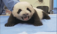 Baby Panda GIF - Panda Cute Adorable GIFs