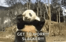 Get To Work Panda GIF - Get To Work Panda Animals GIFs