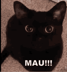 Cat Black Mau Meow GIF - Cat Black Mau Meow GIFs