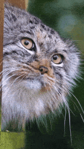 Cat Confuse GIF - Cat Confuse Confused GIFs