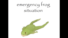 Emercengy Frog GIF - Emercengy Frog Situation GIFs