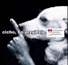 a black and white photo of a dog with the words " cicho " on the bottom right