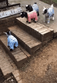 Baby Goat Hatecult GIF - Baby Goat Hatecult GIFs