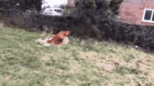 Can Chickens Fly Over A Fence GIF - Can Chickens Fly Over A Fence GIFs