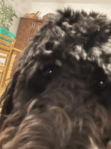 a close up of a black dog 's face with a chair in the background