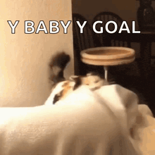a cat laying on a bed with the words " y baby y goal " behind it