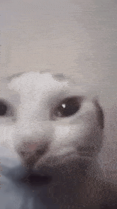 Cat Cat Stare GIF