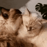 Gato Beijando Gato Carinhoso Kissing Kitties GIF - Gato Beijando Gato Carinhoso Kissing Kitties GIFs