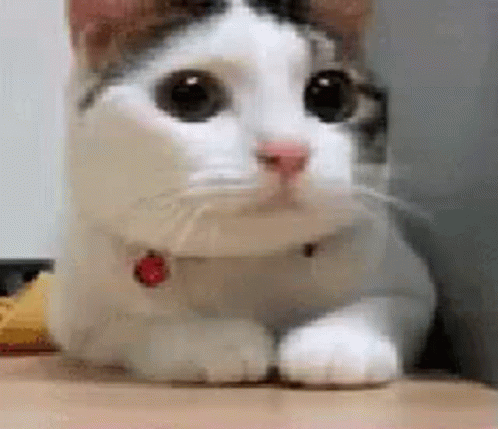 Kitty Cat GIF - Kitty Cat Funny - Discover & Share GIFs
