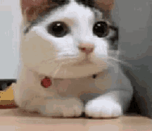 Kitty Cat GIF - Kitty Cat Funny GIFs