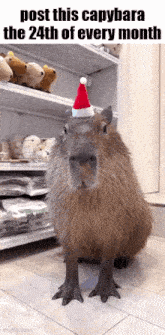 a capybara wearing a santa hat is sitting in front of a shelf full of stuffed animals