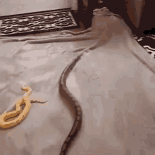 snake python crawling wild animal moving