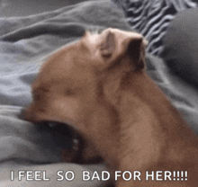 a dog laying on a bed with the words " i feel so bad for her !!! "