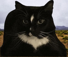 Cat Silly GIF - Cat Silly Stare GIFs