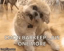 Dogs Cute Animals GIF - Dogs Cute Animals Funny Animals Smile GIFs