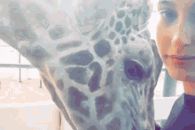 Hailey Baldwin Giraffe GIF - Hailey Baldwin Giraffe Head Ache GIFs