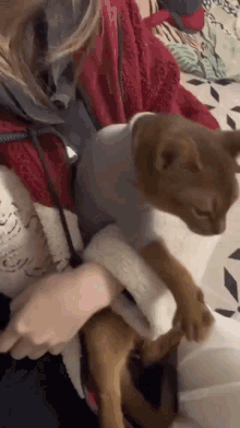 a cat wearing a sweater is being held by a woman