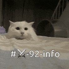 92nd Cats GIF