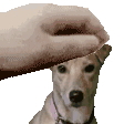 a person is petting a small dog 's head .