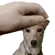 a person is petting a small dog 's head .