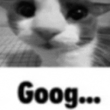 a black and white photo of a cat looking at the camera with the words `` goog ... '' written below it .