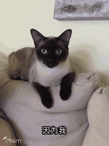 Cat Song GIF - Cat Song Siamese GIFs