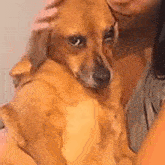 a woman is holding a small brown dog in her arms and petting it .