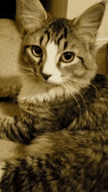 cat wink animated gif