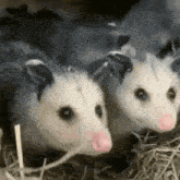 Opossum Possuming GIF - Opossum Possum Possuming GIFs