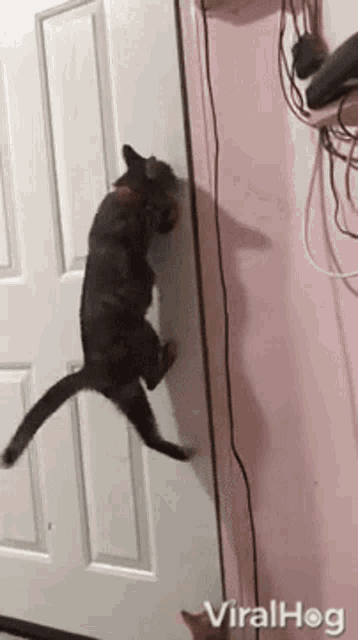 cat-opening-door-viralhog.gif