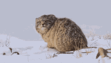 Pallas Cat GIF
