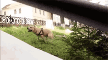 Parkour Dog GIF - Parkour Dog Jump GIFs