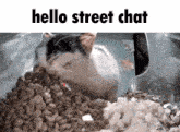 a cat laying on a pile of food with the words hello street chat written above it