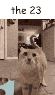The23 Cat GIF - The23 Cat The GIFs