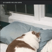 Sleeping Cat GIF - Sleeping Cat GIFs