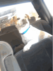 Dog In Car Meme GIFs | Tenor