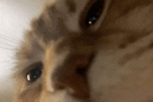 a close up of a cat 's face and eyes