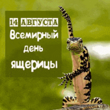 a lizard is standing on a rock in front of a green background with the date 14 august
