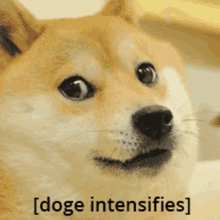Doge Dogeintensifies GIF - Doge Dogeintensifies Intensifies GIFs