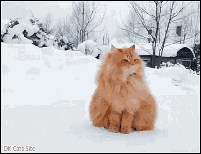 fluffy orange cats