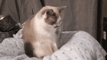 Ripley Cat GIF - Ripley Cat GIFs