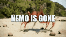 Nemo Nemo Is Gone GIF - Nemo Nemo Is Gone Crab GIFs