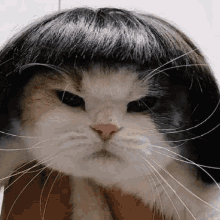 Bob Cat Bin Moonbin Cat GIF - Bob Cat Bin Moonbin Cat Moonbin Meme GIFs