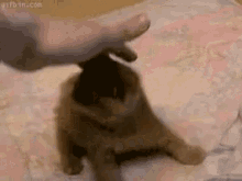 Cat Kitty GIF - Cat Kitty Rolling Over GIFs