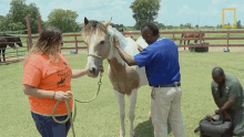Petting A Horse Dr Hodges GIF - Petting A Horse Dr Hodges Critter Fixers GIFs