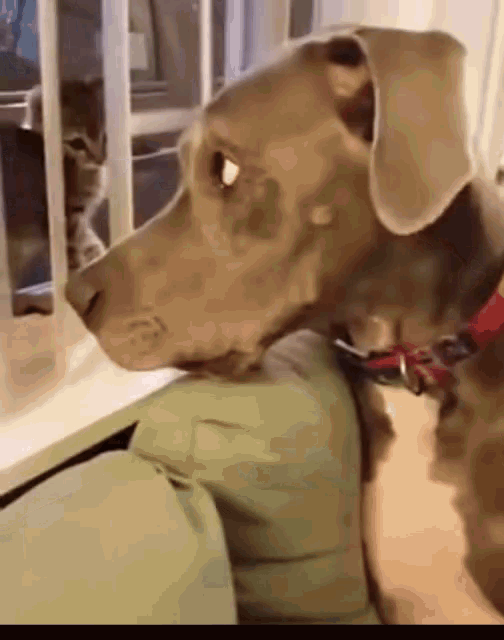 Dog Funny Animals GIF - Dog Funny Animals Surprise Attack - Discover &  Share GIFs