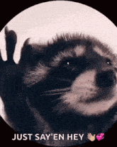 a raccoon is waving its paw and says just say ' en hey '